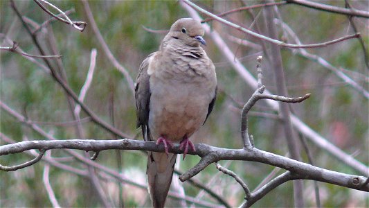 A Mourning Dove (Zenaida macroura) perched on a tree branch.Photo taken with a Panasonic Lumix DMC-FZ50 in Johnston County, North Carolina, USA. photo