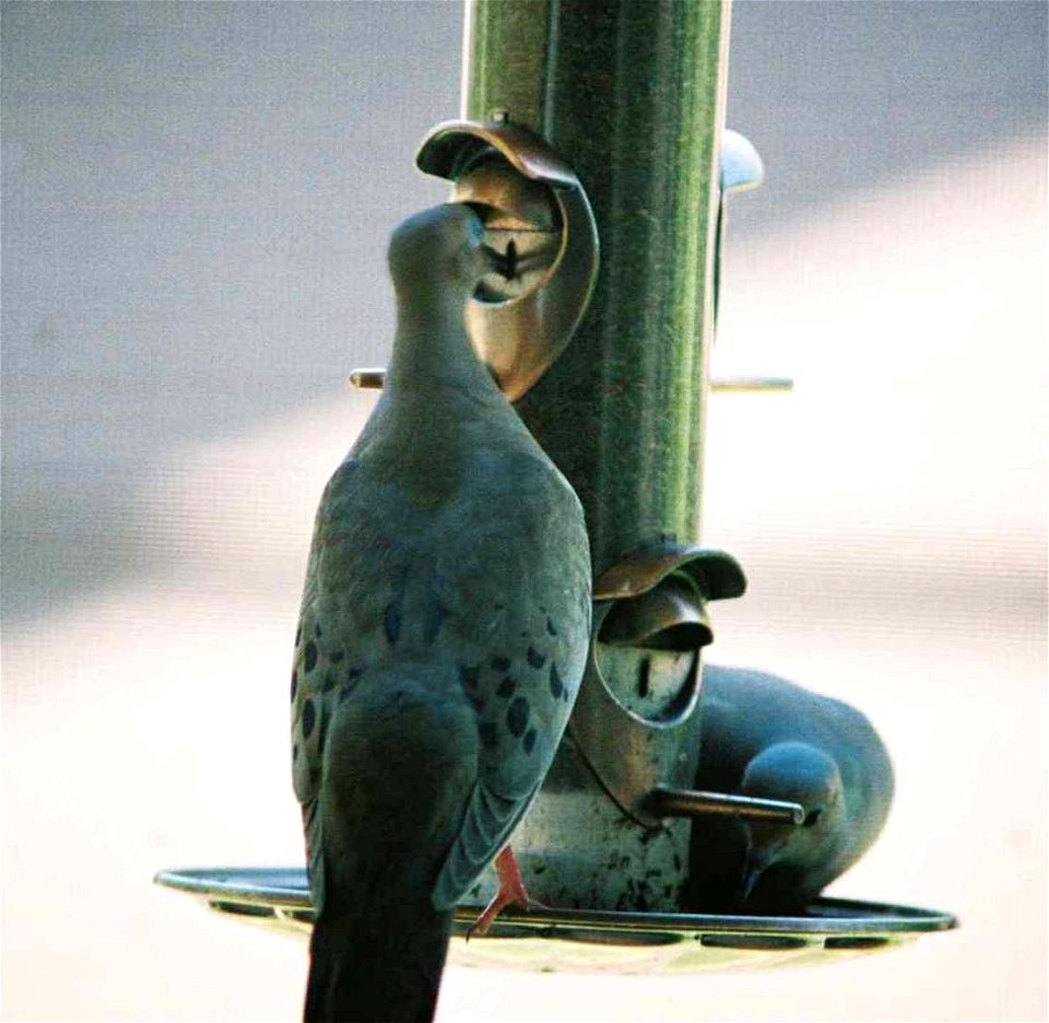 Mourning Dove on thistle feeder
