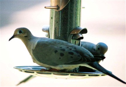 Mourning Dove on thistle feeder photo