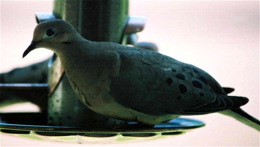 Mourning Dove on thistle feeder