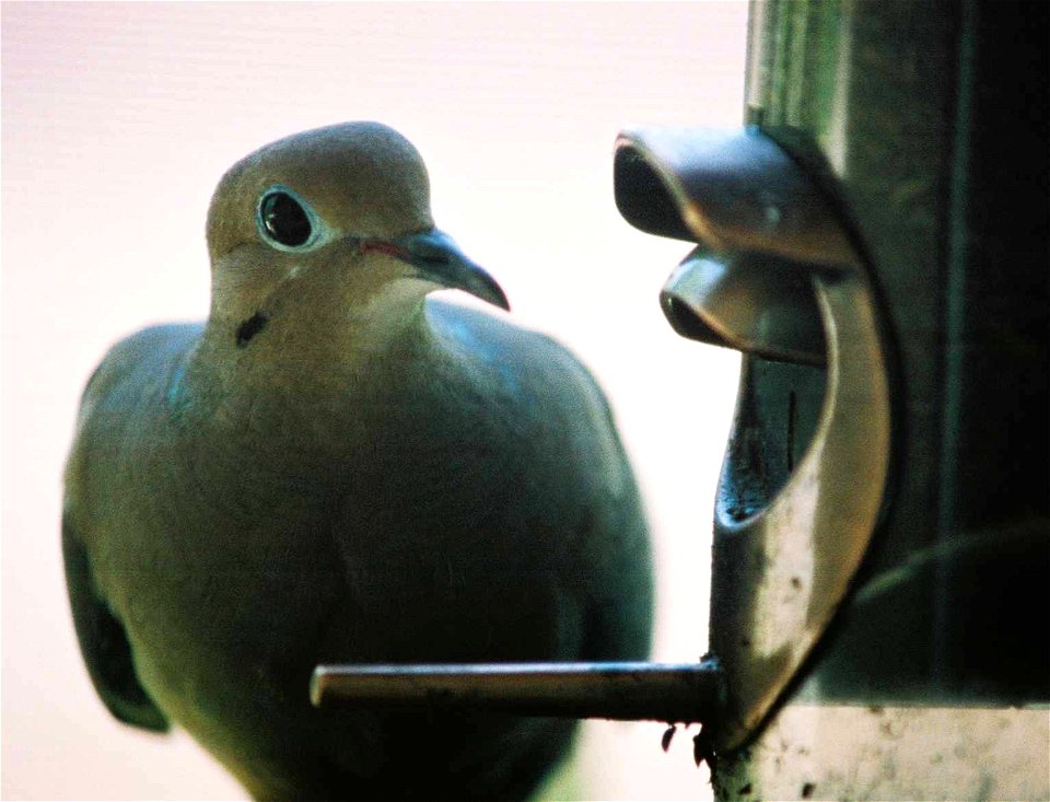 Mourning Dove on thistle feeder