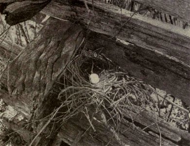 Mourning Dove Zenaida macroura eggs. Original caption: "No. 7 Nest and eggs of Dove on rail fence. Nest is simply a slight addition to old nest of some other bird". photo