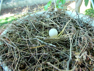 Mourning Dove Egg photo
