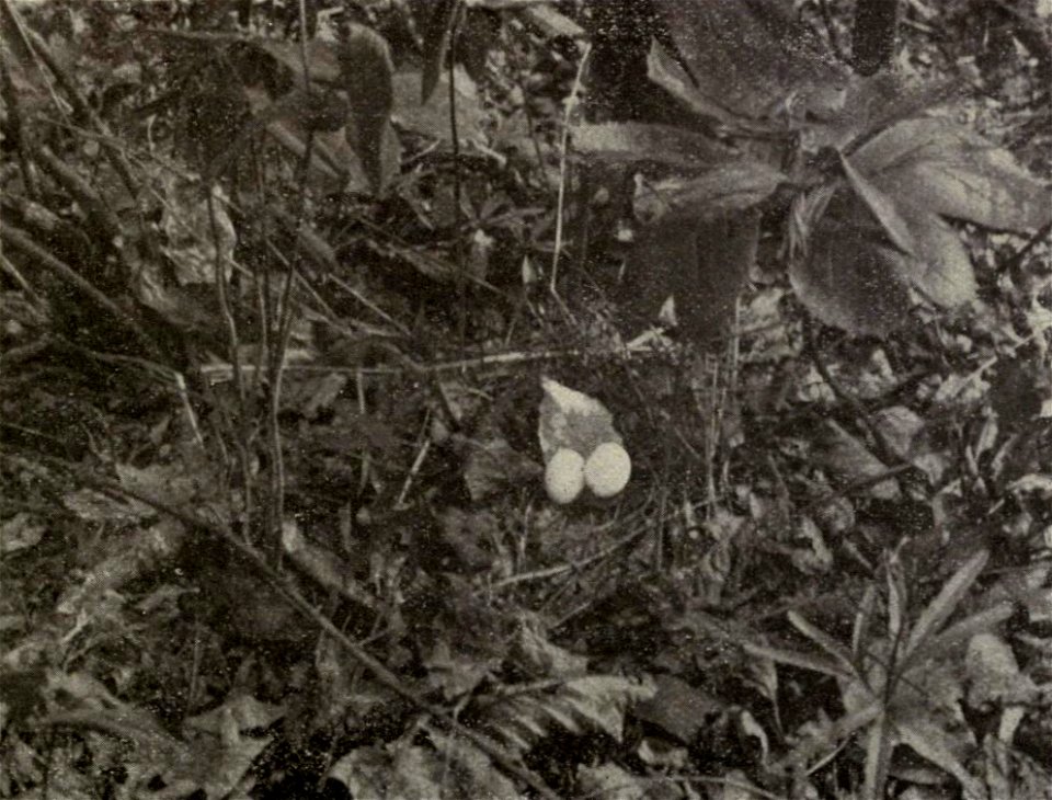 Mourning Dove Zenaida macroura eggs on the ground. Original caption: "No. 8 Eggs of Dove on ground. No nest whatever".