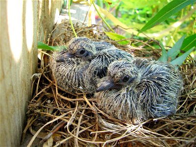 Mourning Dove chicks on their nest photo