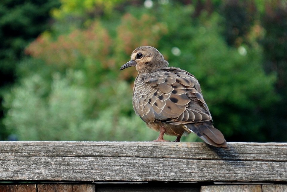 Probably Zenaida Macroura (Mourning Dove), Ontario, Canada.