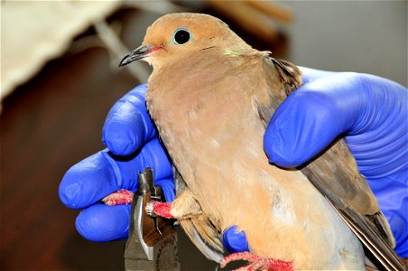 Many people are aware that bands and other marking devices are placed on birds. In order to place the band on the bird, we first have to catch it without harm so that it can be released again. Songbir
