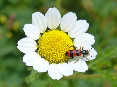 Grated insect weevil