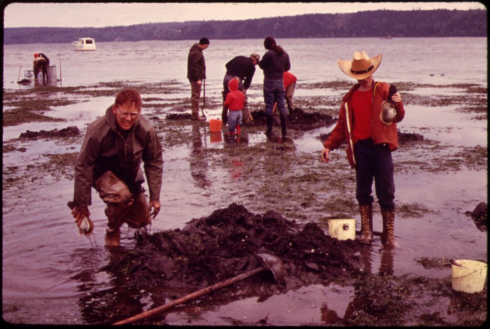 GEODUCK CLAM DIGGING ON DOSEWALLIPS TIDE FLATS ON THE HOOD CANAL AT BRINNON. THE LARGEST HARDSHELL CLAMS TO BE FOUND IN THE PACIFIC NORTHWEST, GEODUCKS ARE DUG ON EXTREME MINUS TIDES