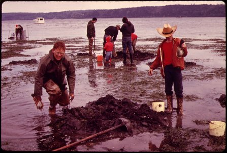 GEODUCK CLAM DIGGING ON DOSEWALLIPS TIDE FLATS ON THE HOOD CANAL AT BRINNON. THE LARGEST HARDSHELL CLAMS TO BE FOUND IN THE PACIFIC NORTHWEST, GEODUCKS ARE DUG ON EXTREME MINUS TIDES