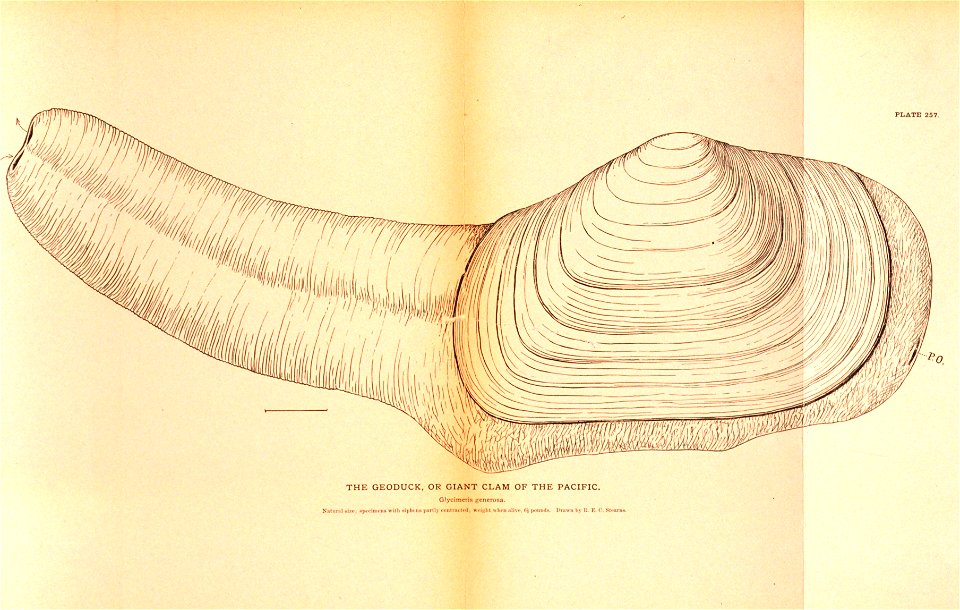 Plate 257. The Geoduck or Giant Clam of the Pacific. Glycimeris generosa. [1]