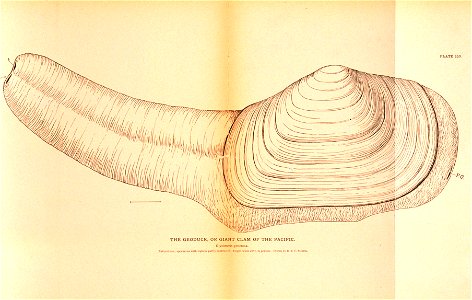 Plate 257. The Geoduck or Giant Clam of the Pacific. Glycimeris generosa. [1] photo