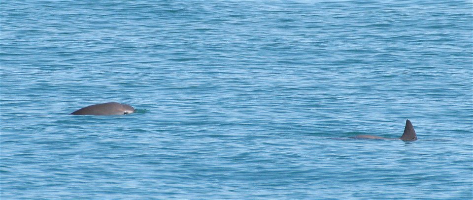 Two vaquitas. The vaquita (Phocoena sinus) is a critically endangered porpoise species endemic to the northern part of the Gulf of California. It is considered the smallest and most endangered cetacea