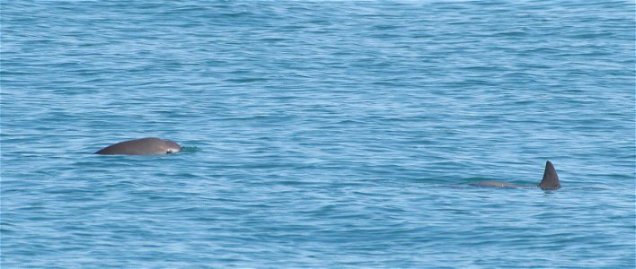 Two vaquitas. The vaquita (Phocoena sinus) is a critically endangered porpoise species endemic to the northern part of the Gulf of California. It is considered the smallest and most endangered cetacea