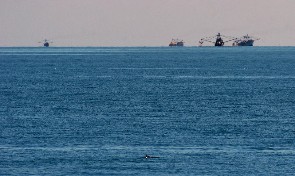 A vaquita (Phocoena sinus) in the foreground with fishing boats in the background. The vaquita is a critically endangered porpoise species endemic to the northern part of the Gulf of California. It is