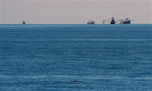 A vaquita (Phocoena sinus) in the foreground with fishing boats in the background. The vaquita is a critically endangered porpoise species endemic to the northern part of the Gulf of California. It is