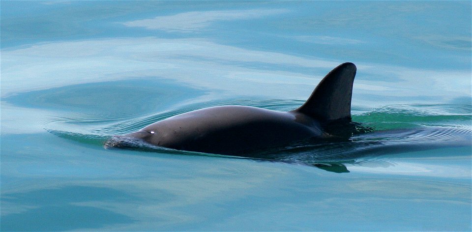 A vaquita. The vaquita (Phocoena sinus) is a critically endangered porpoise species endemic to the northern part of the Gulf of California. It is considered the smallest and most endangered cetacean i