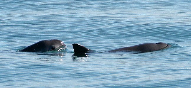 Two vaquitas. The vaquita (Phocoena sinus) is a critically endangered porpoise species endemic to the northern part of the Gulf of California. It is considered the smallest and most endangered cetacea