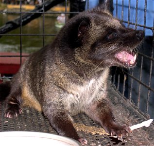 The Philippine subspecies of the Common Palm Civet (Paradoxurus hermaphroditus)