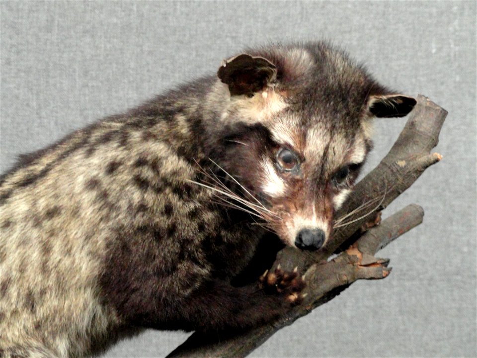 Taxidermy exhibit in the Kunming Natural History Museum of Zoology (昆明动物博物馆), Kunming, Yunnan, China.