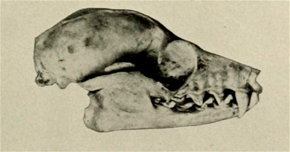 Illustration of the skull of the giant golden-crowned flying fox. This was labeled as the subspecies A. jubatus lucifer