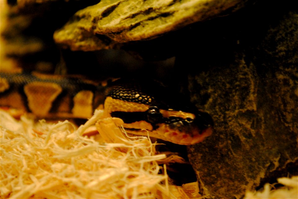 Photograph of a pet ball python's head in a tank.