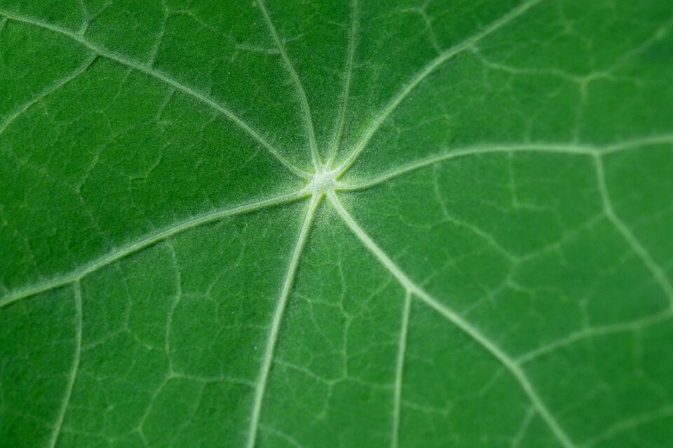 Green leaf garden nature
