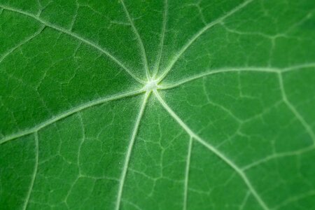 Green leaf garden nature