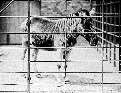 (Equus quagga quagga) is an extinct sub-species of zebra. Mare, London, Regent's Park ZOO. This is the fifth known image (rediscovered in 1991) of the only live specimen ever photographed.