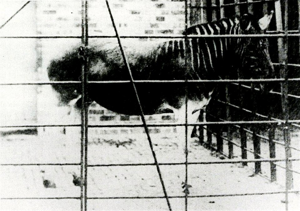 (Equus quagga quagga) mare, London, Regent's Park ZOO. This is the fourth known photo of the only live specimen ever photographed.
