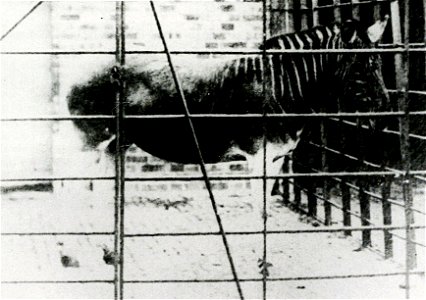 (Equus quagga quagga) mare, London, Regent's Park ZOO. This is the fourth known photo of the only live specimen ever photographed.