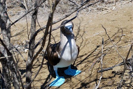 Picture of Blue-footed Booby at Isla de la Plata, Ecuador. photo