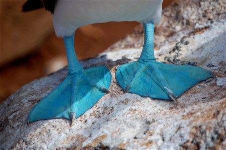 Wonder why they're called blue-footed boobies? Ecuador, Galapagos Islands.