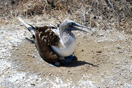 Blue-footed Booby with egg and new young on Isla de la Plata, Ecuador. photo