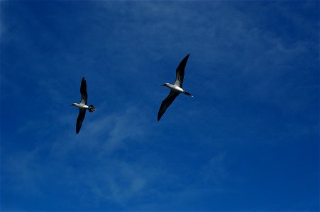 Blue-footed boobies photo