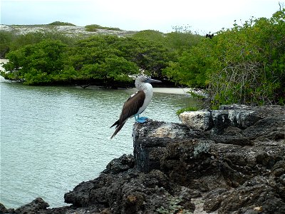Piquero de Patas Azules de Galápagos photo
