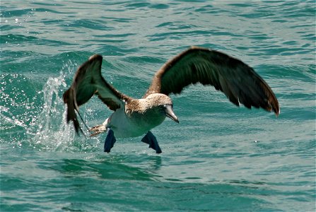Blue-footed booby (Sula nebouxii) taking off after diving. Photo taken in Galapagos, Ecuador.