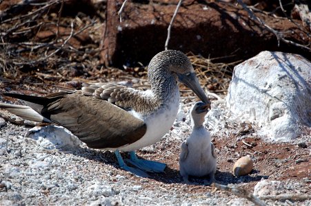 A blue-footed booby and its chick. Ecuador, Galapagos Islands.