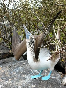 Male blue footed booby (Sula nebouxii) in courtship display.
I took this picture on Espanola Island in the Galapagos in May 2007.