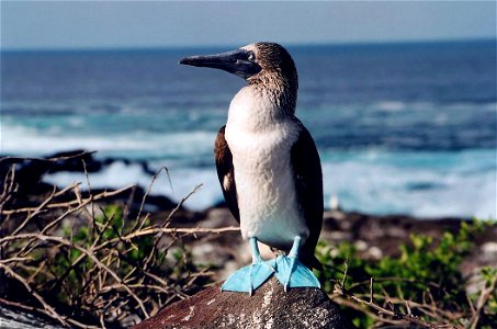 Blue-footed Booby, taken in the Galapagos Islands in March 2004. camera - canon eos30. lens - canon 28-135 f3.5-4.5USM.