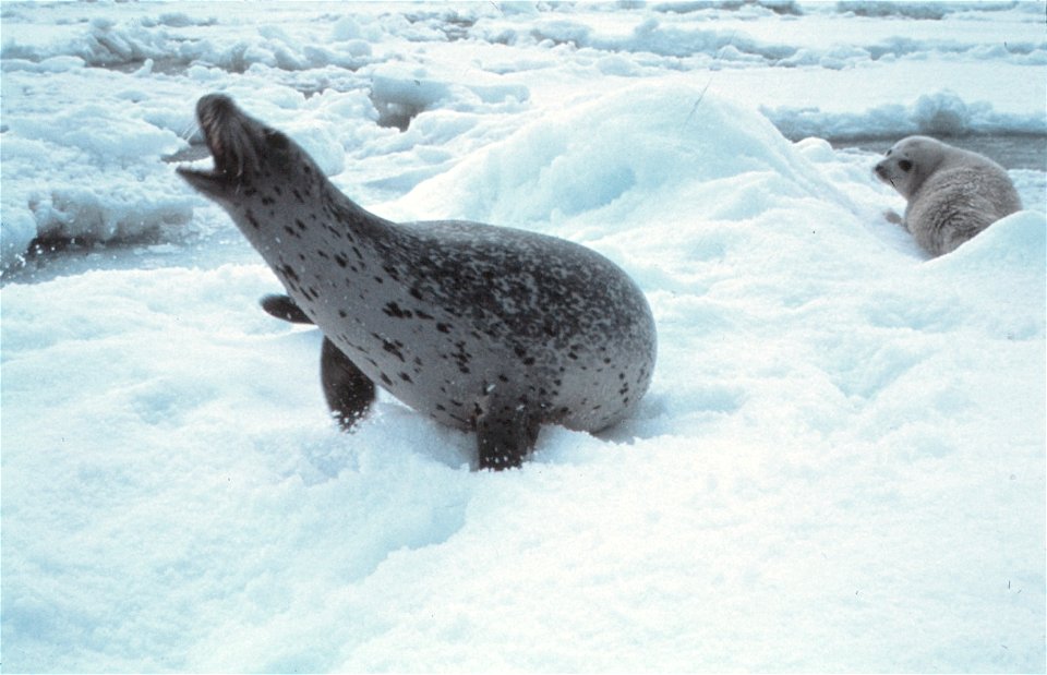 A mother seal voicing her displeasure at human intrusion