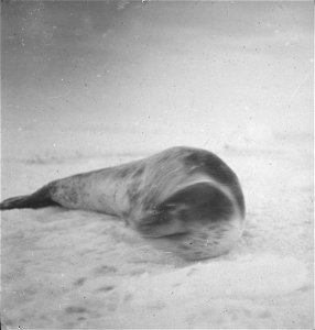 Photographs of the Nimrod Expedition (1907-09) to the Antarctic, led by Ernest Sheckleton