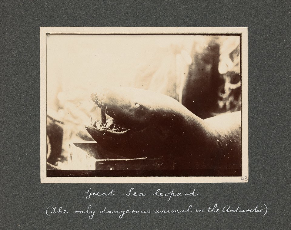 National Antarctic Expedition, 1901-1903
A cloth covered album containing 48 photographic prints relating to the National Antarctic Expedition between 1901 and 1903 when E. H. Shackleton was sent home