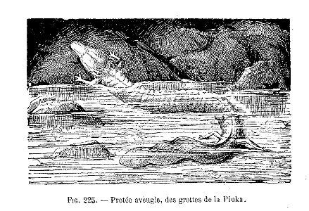 Protée aveugle (dessin)