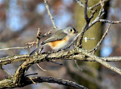 This tufted titmouse was spotted near the Port Louisa National Wildlife Refuge headquarters in Iowa. Photo by Jessica Bolser/USFWS. photo