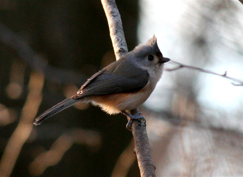 Tufted Titmouse Baeolophus bicolor