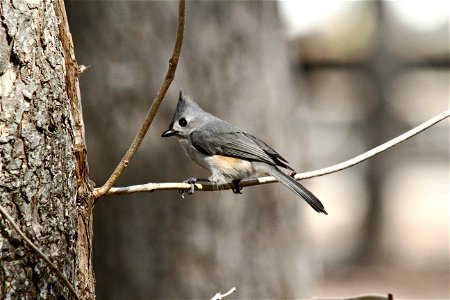 Tufted titmouse sitting on a branch photo