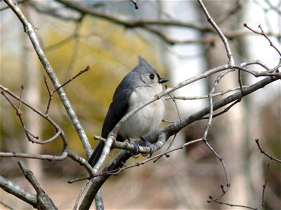 A Tufted Titmouse (Baeolophus bicolor) perched on a tree branch.Photo taken with a Panasonic Lumix DMC-FZ50 in Johnston County, North Carolina, USA. photo