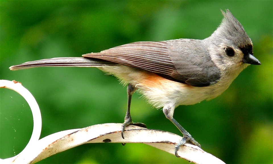 A Tufted Titmouse (Baeolophus bicolor).Photo taken with a Panasonic Lumix DMC-FZ50 in Johnston County, North Carolina, USA.