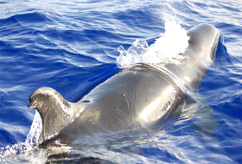 Adult false killer whale off Guam photographed prior to deployment of satellite tag ID# 128887